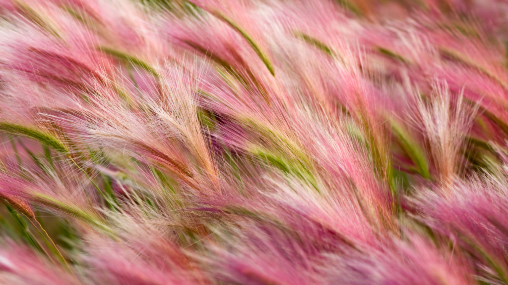 foxtail-barley OS X Mavericks