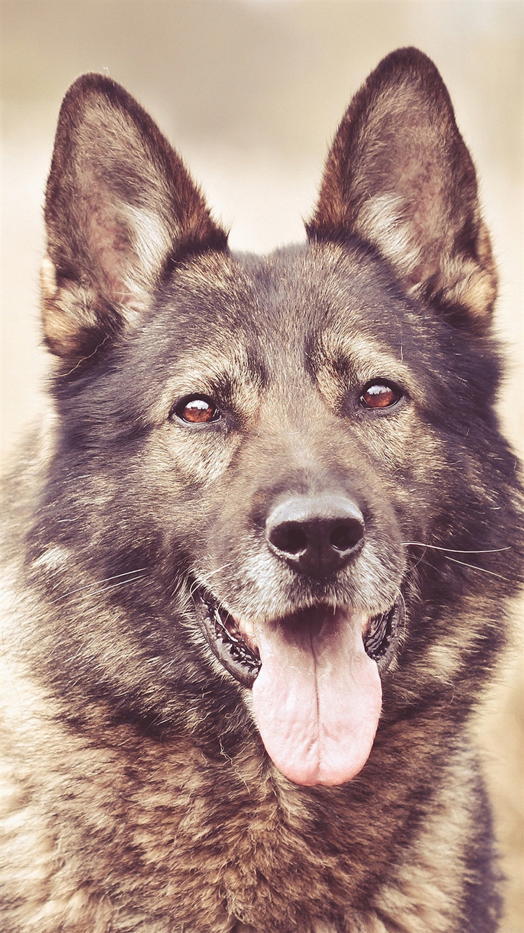 My-Shepherds-Dog-Smile-Animal-iPhone-6-wallpaper-ilikewallpaper_com_750