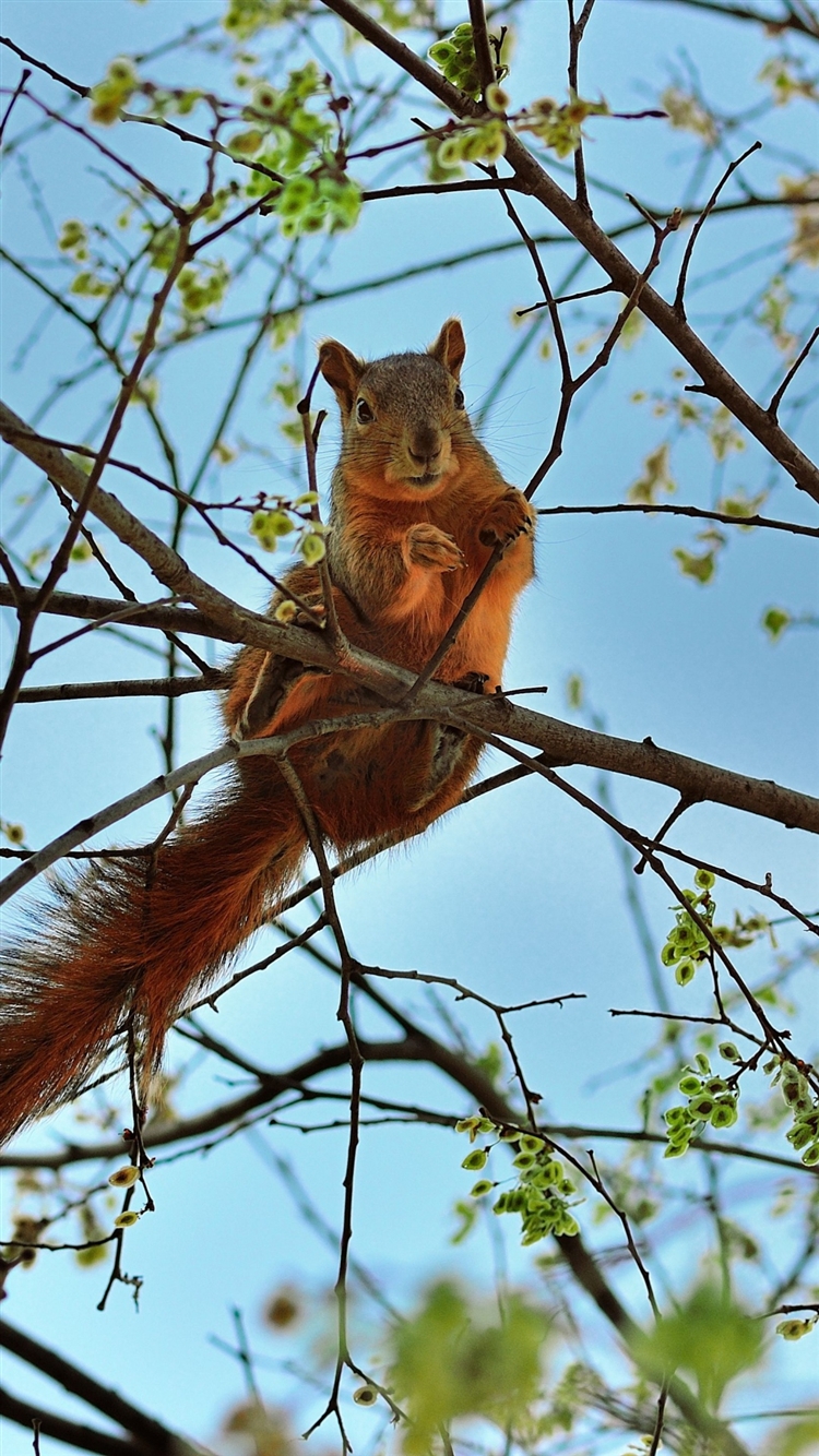 Squirrel-Tree-Animal-Spring-Branch-iPhone-6-wallpaper-ilikewallpaper_com_750