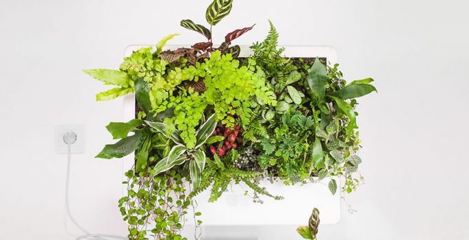 Podívejte se na využití starých Maců, které nyní slouží jako květináče