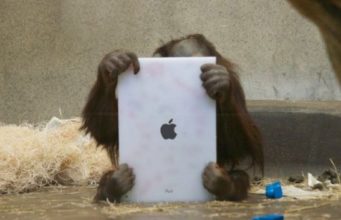 iZábava – Šimpanz, který pracuje s tabletem iPad!