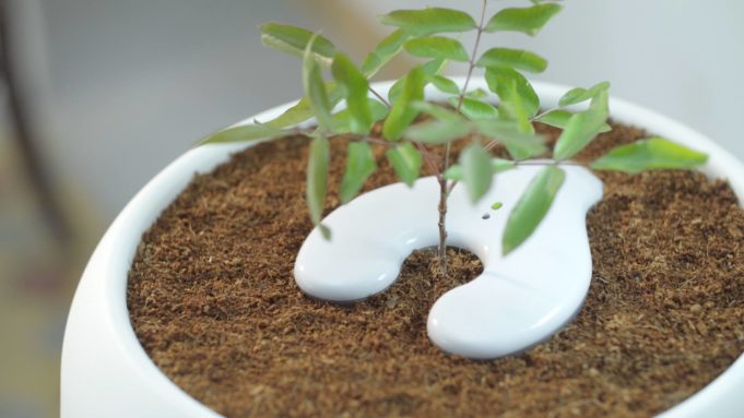 Pohřební urna s popelem, ze které vyroste strom „nový život“ ovládáný iPhonem