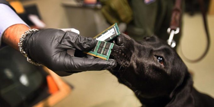 Speciální psi konkurují službě Najít iPhone, dokáží vyčenichat elektronická zařízení