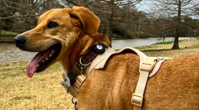 Zpráva zdůrazňuje nebezpečí používání AirTagů pro sledování psů